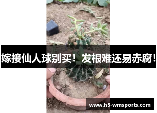 嫁接仙人球别买！发根难还易赤腐！